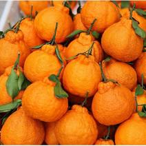 《热卖》丑橘，不知火柑橘，果大汁甜，产地发货