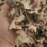 猪苓猪苓片鲁舜泽中药材商行诚信经营全国发货