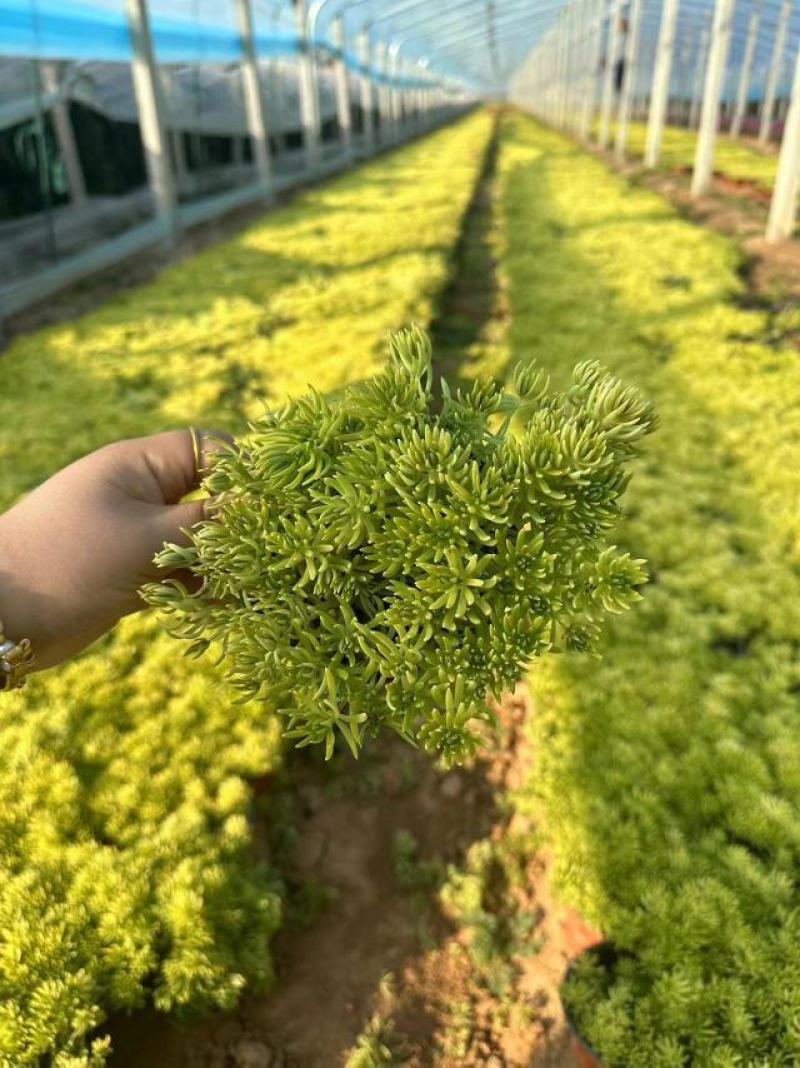 基地大量批发地被植物，佛甲草，金叶佛甲草