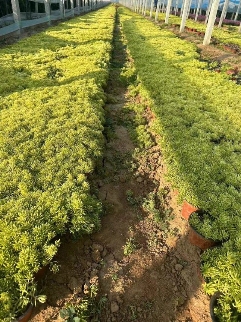 基地大量批发地被植物，佛甲草，金叶佛甲草