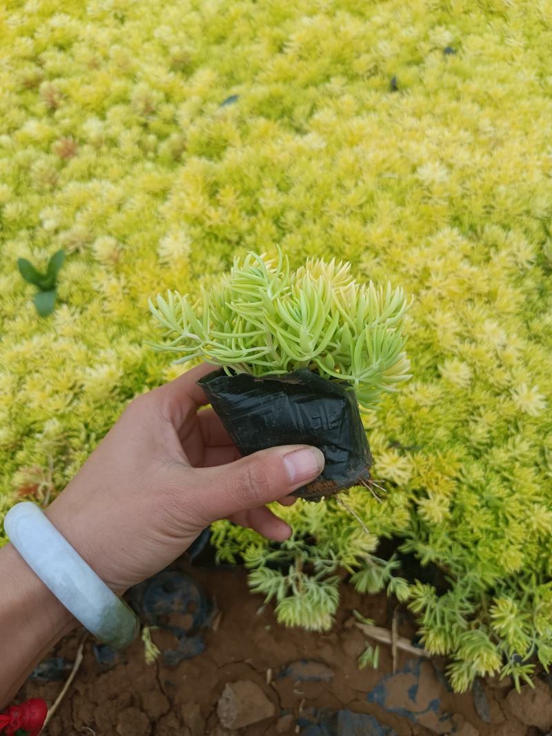 基地大量批发地被植物，佛甲草，金叶佛甲草