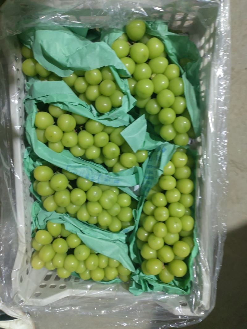 山东阳光玫瑰葡萄大量有货诚信经营欢迎各位老板来电