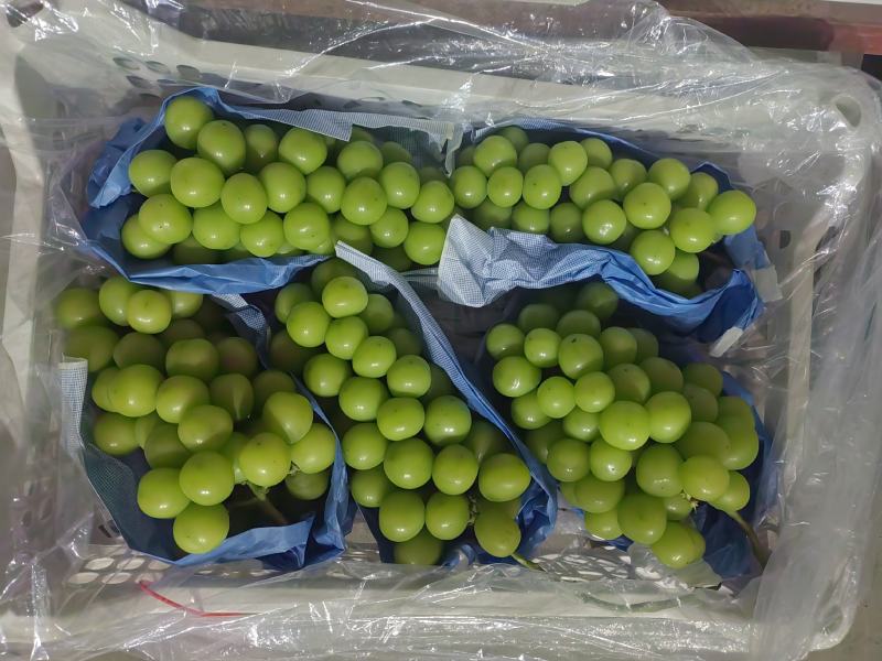 山东阳光玫瑰葡萄大量有货诚信经营欢迎各位老板来电