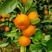 （高山）蜜橘，小叶橘大量有货一手货源充足量大从优
