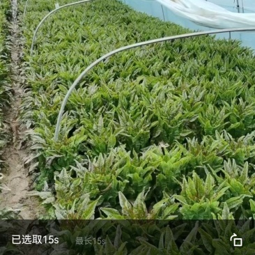 精品