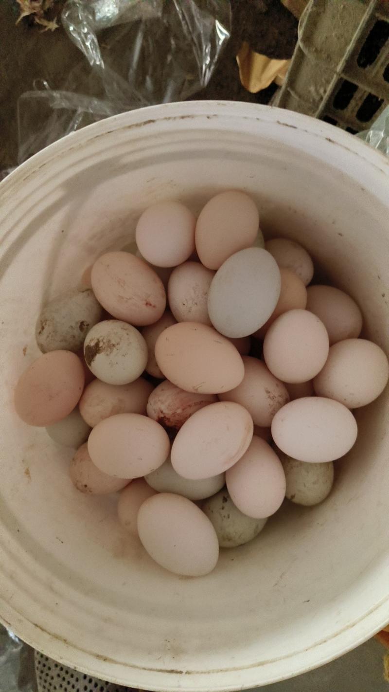 土鸡蛋传统散养食杂粮蔬菜杂草一箱50枚一件代发