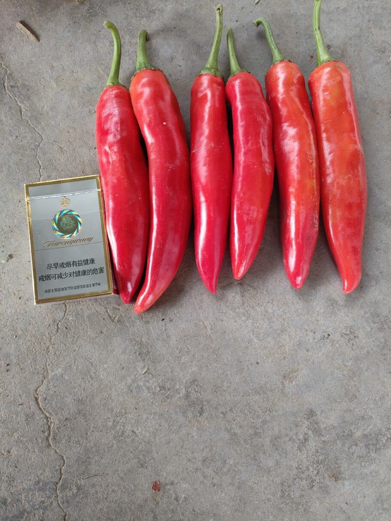 红线椒青线椒长虹