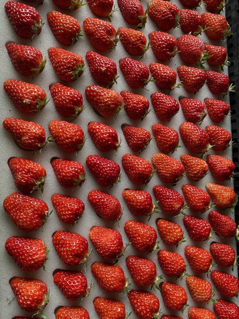 红颜草莓精品草莓大量上市产地货源可发全国量大质优