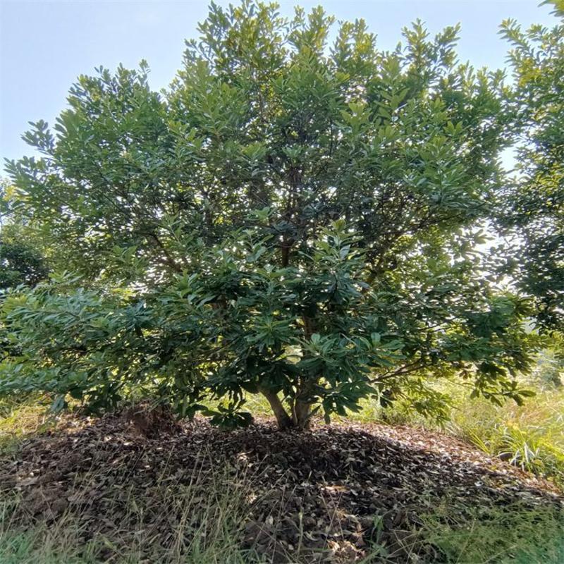 丛生杨梅树15-25公分杨梅断根苗低分枝杨梅树