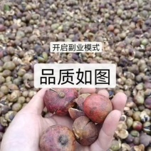 野生油茶籽/产地直发，需要的老板