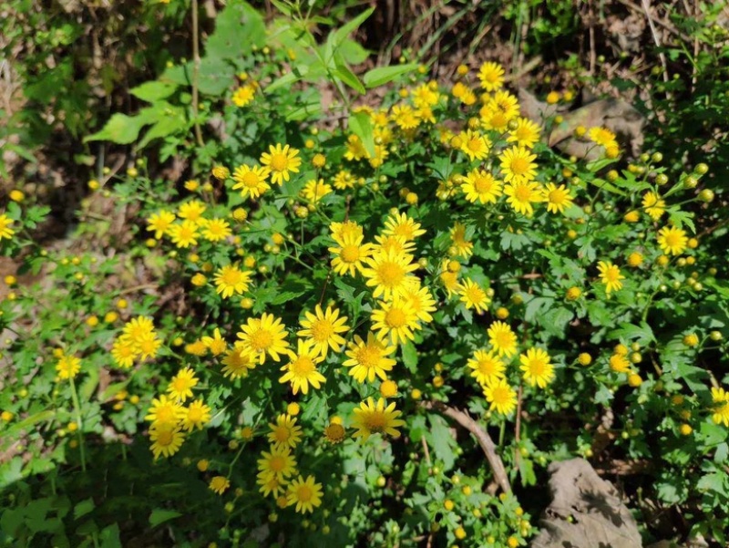 野菊花~野生菊花干货鲜货长期大量供应