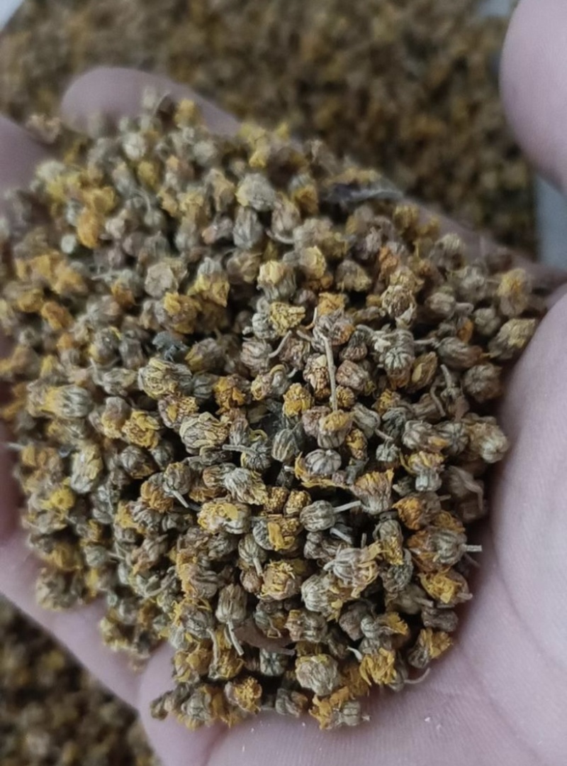 野菊花~野生菊花干货鲜货长期大量供应