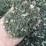 茉莉花茶批发