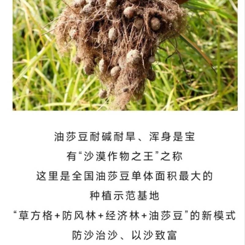 新疆精品油莎豆，颗颗饱满大量供应产地直发，可视频看货！