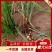 新疆精品油莎豆，颗颗饱满大量供应产地直发，可视频看货！