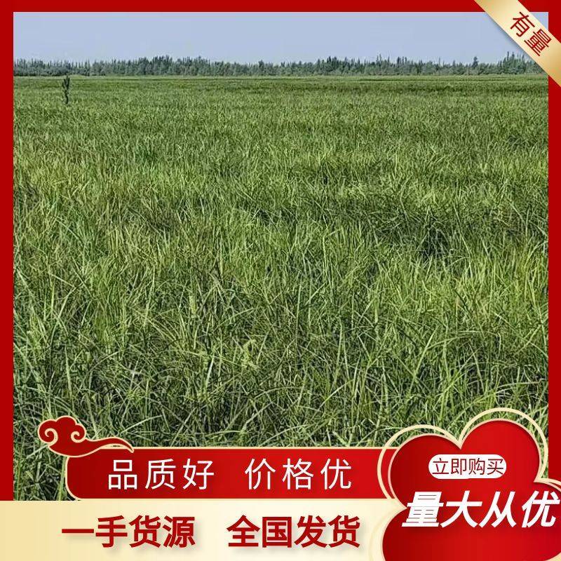 新疆精品油莎豆，颗颗饱满大量供应产地直发，可视频看货！