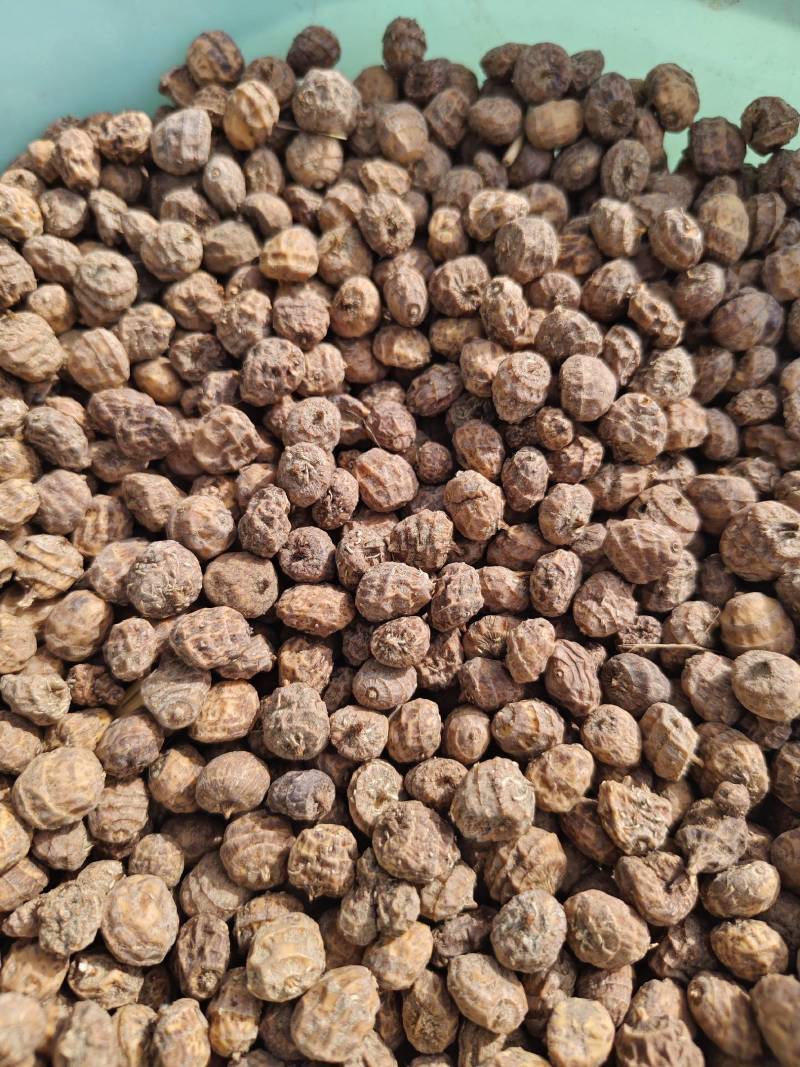 新疆精品油莎豆，颗颗饱满大量供应产地直发，可视频看货！