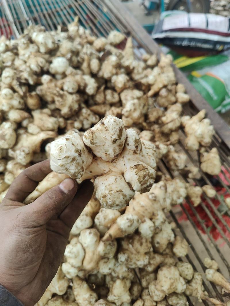 河北洋姜产地，大量供应洋姜，优质精品，货源充足
