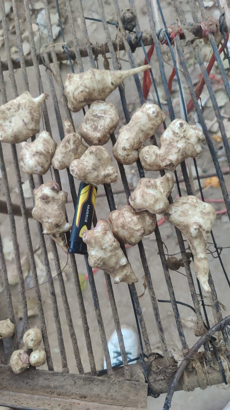 河北洋姜产地，大量供应洋姜，优质精品，货源充足