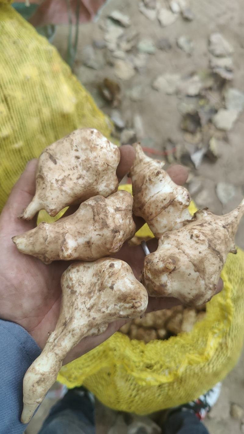 河北洋姜产地，大量供应洋姜，优质精品，货源充足