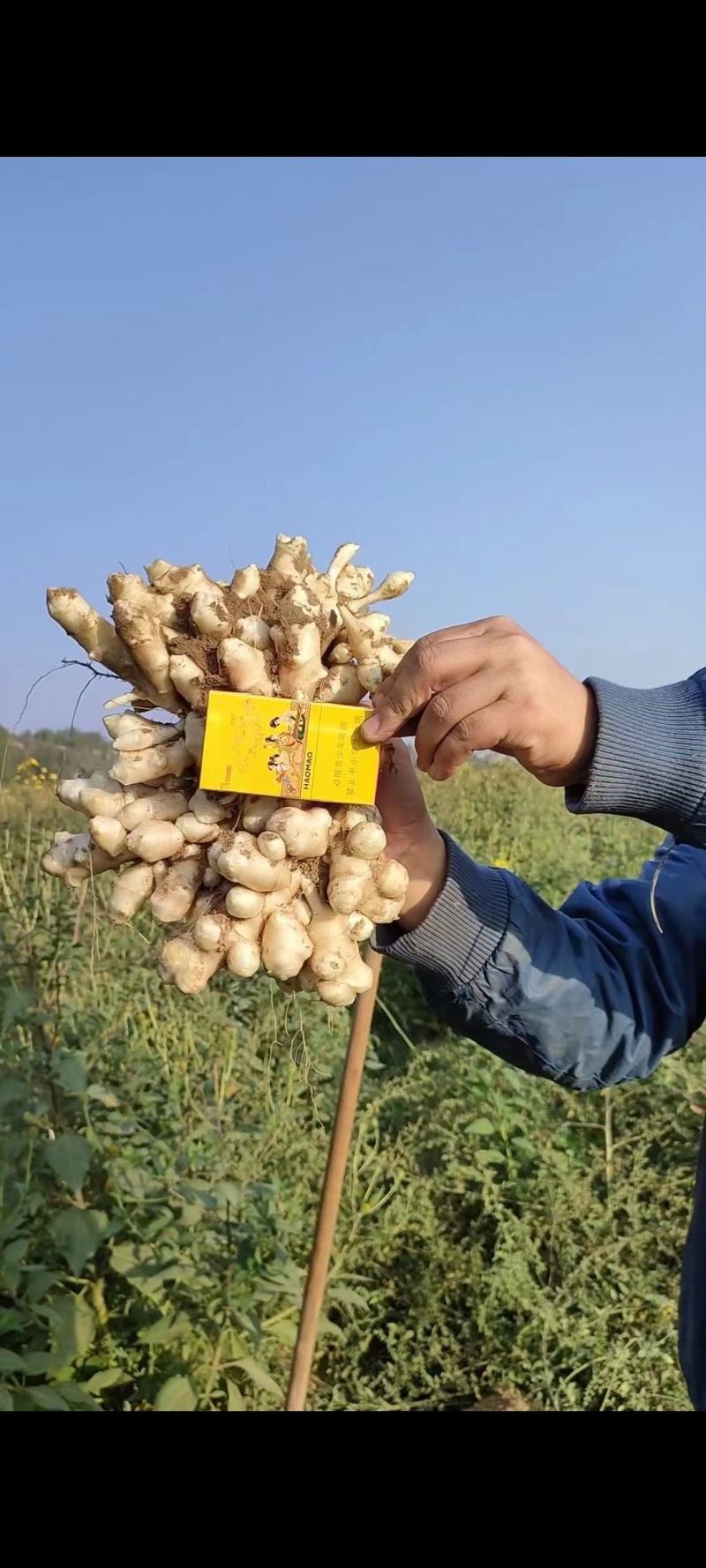 河北洋姜产地，大量供应洋姜，优质精品，货源充足