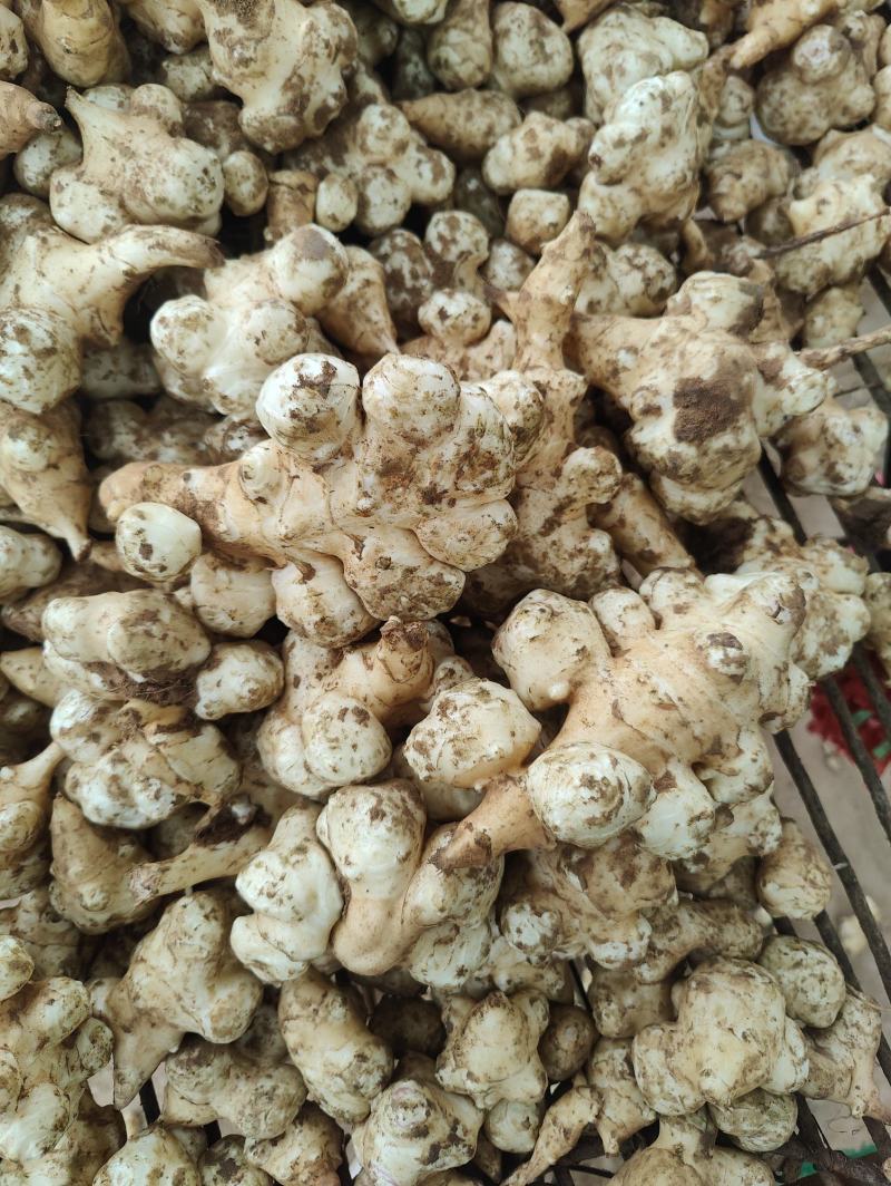 河北洋姜产地，大量供应洋姜，优质精品，货源充足