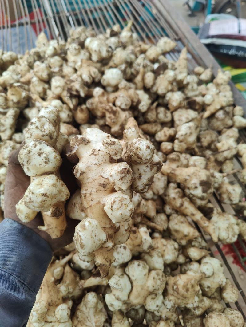 河北洋姜产地，大量供应洋姜，优质精品，货源充足