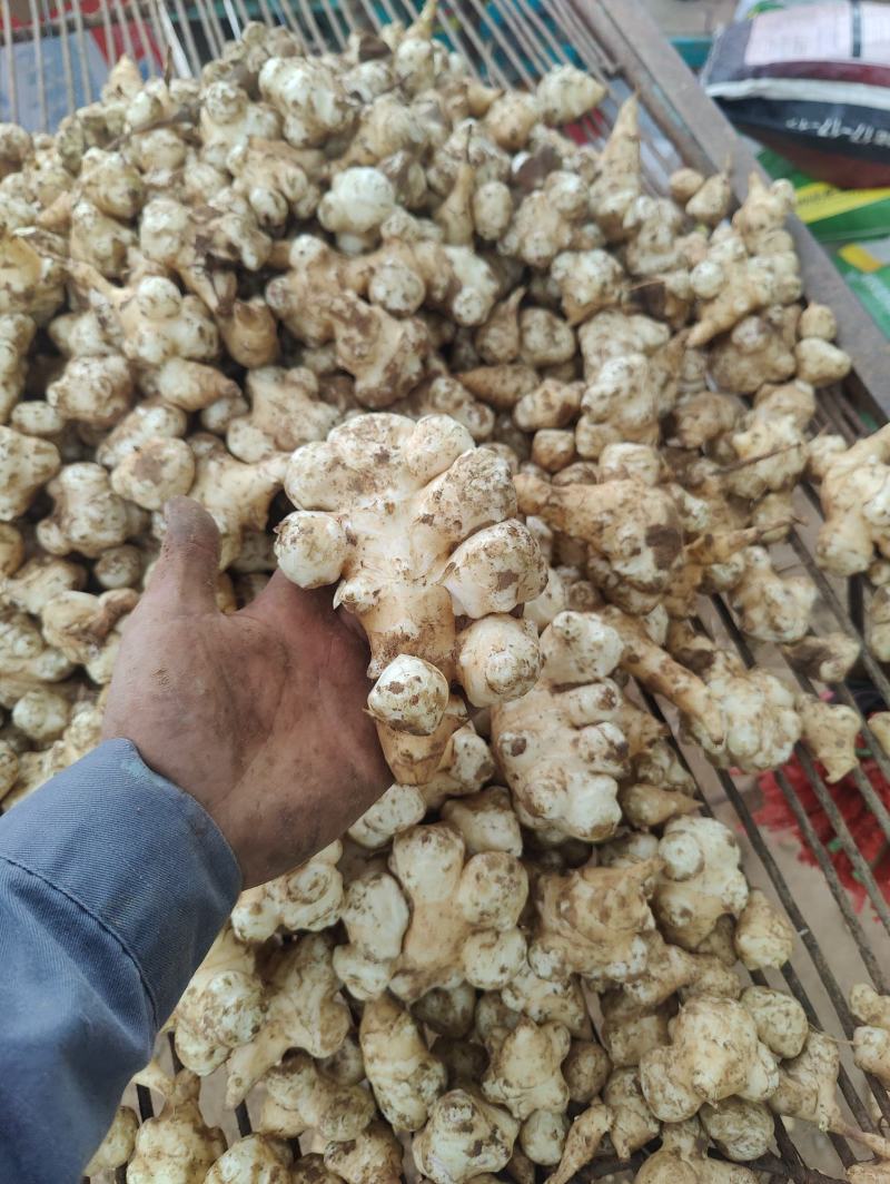 河北洋姜产地，大量供应洋姜，优质精品，货源充足