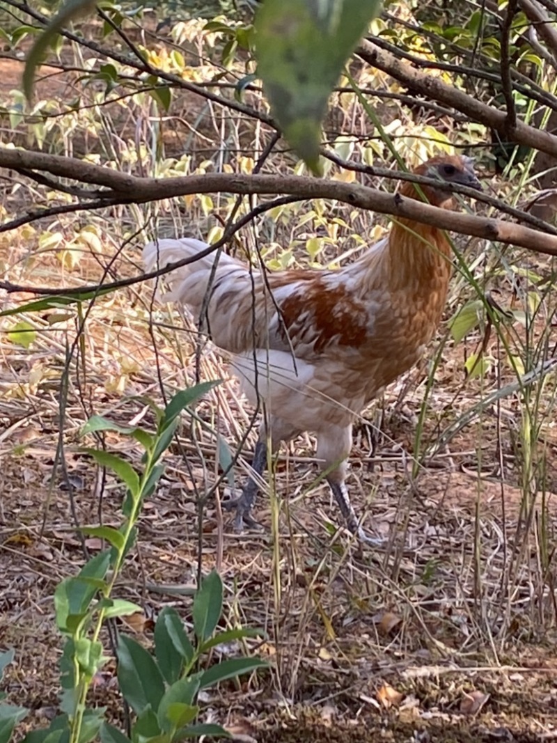 林地散养土鸡