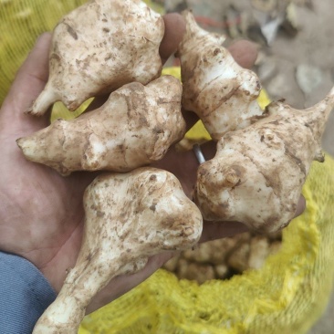 河北洋姜产地，大量供应洋姜，优质精品，货源充足