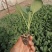 【菜花苗】中牟菜花苗基地，大量供应一手货源，欢迎来电咨询