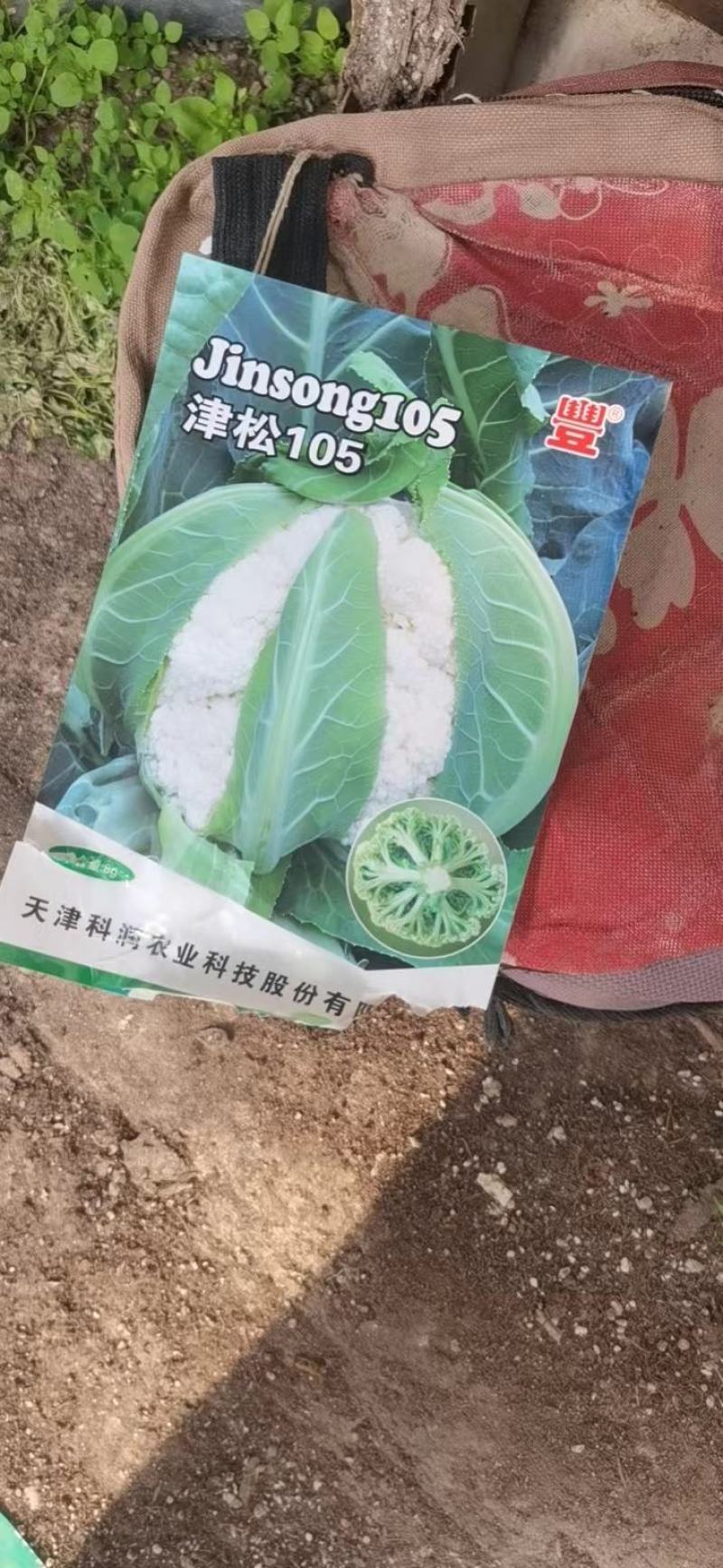 【菜花苗】中牟菜花苗基地，大量供应一手货源，欢迎来电咨询