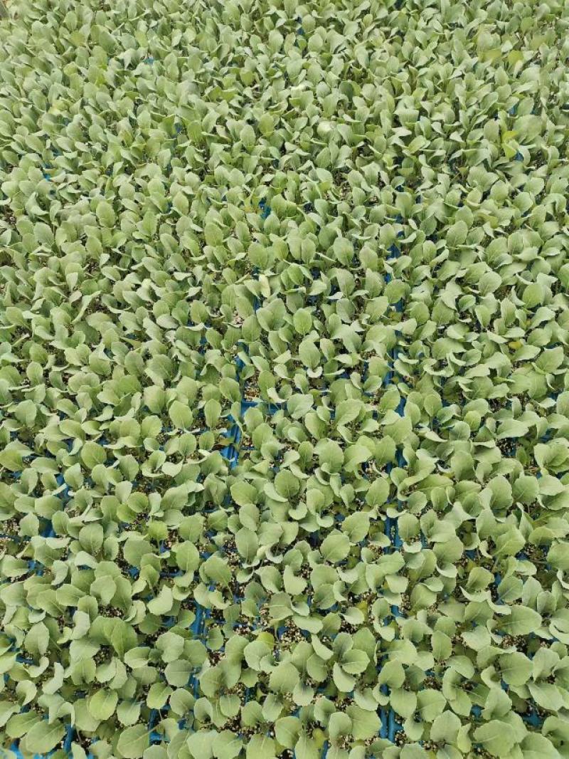 【菜花苗】中牟菜花苗基地，大量供应一手货源，欢迎来电咨询