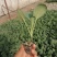 【菜花苗】中牟菜花苗基地，大量供应一手货源，欢迎来电咨询