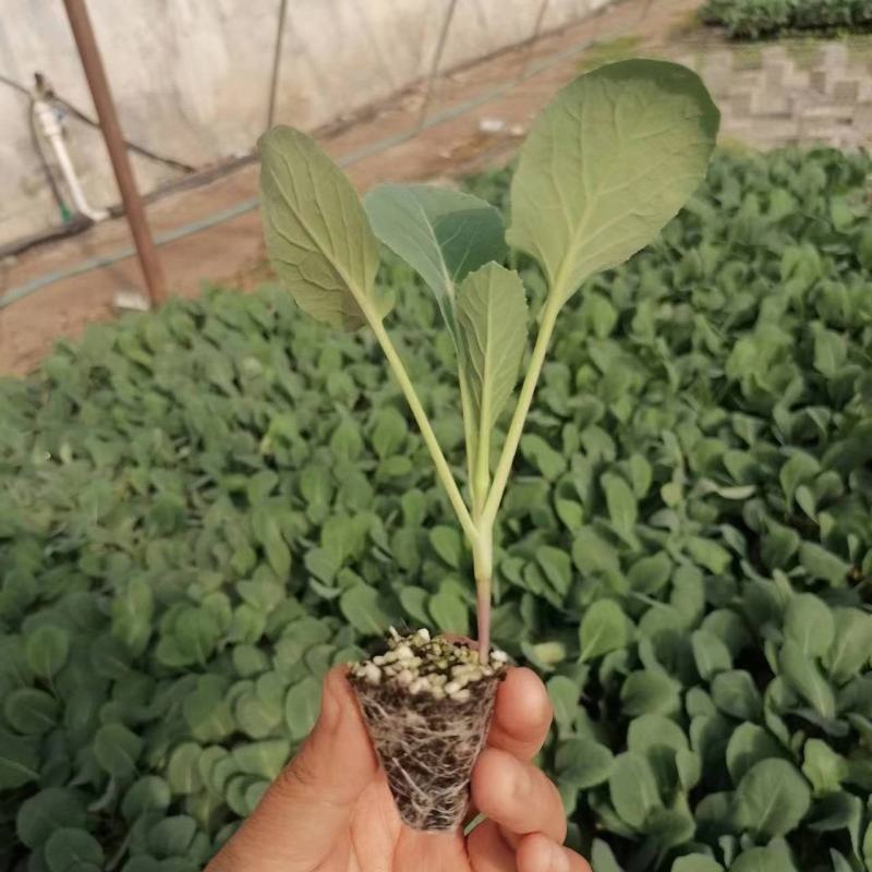 【菜花苗】中牟菜花苗基地，大量供应一手货源，欢迎来电咨询