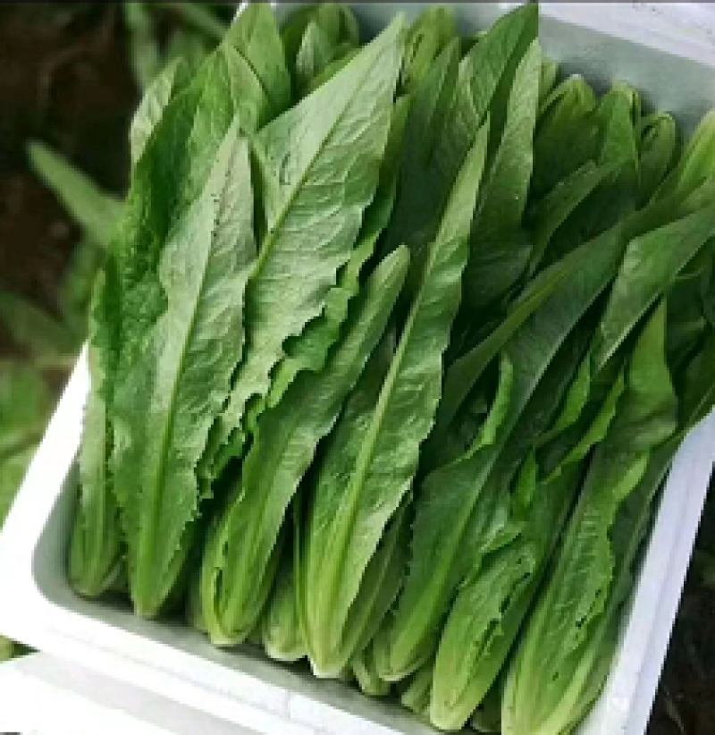 油麦菜，山东油麦菜，产地一手货源，质量保证，欢迎来电咨询