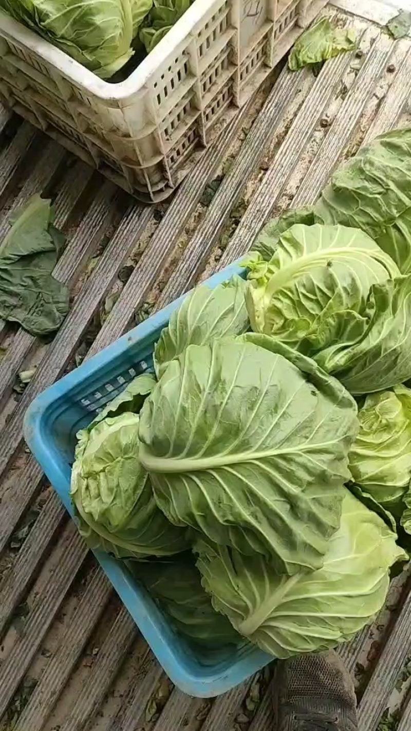 精品恒绿25甘蓝，产地现货直发，新鲜供应欢迎来电