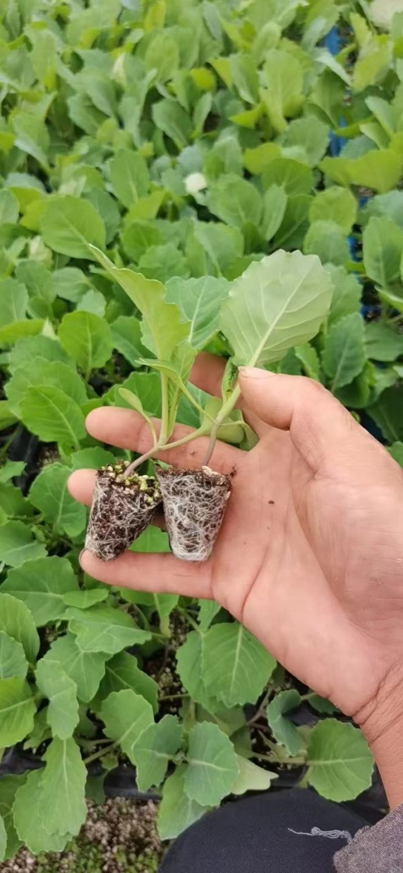 【推荐】包菜苗河南中牟包菜苗大量上市支持视频看货欢迎