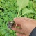 【推荐】包菜苗河南中牟包菜苗大量上市支持视频看货欢迎