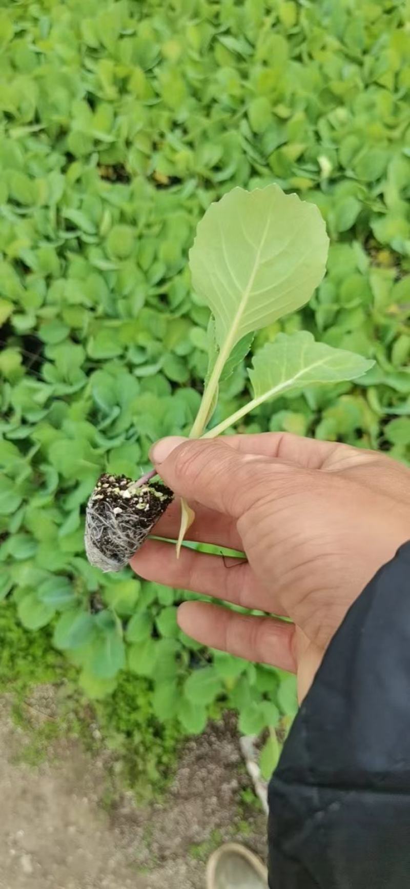 【推荐】包菜苗河南中牟包菜苗大量上市支持视频看货欢迎