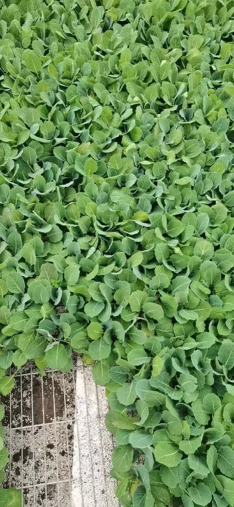 【推荐】包菜苗河南中牟包菜苗大量上市支持视频看货欢迎