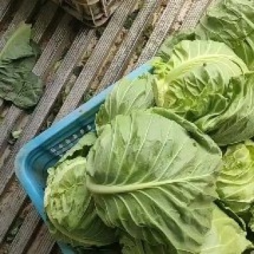 精品恒绿25甘蓝，产地现货直发，新鲜供应欢迎来电