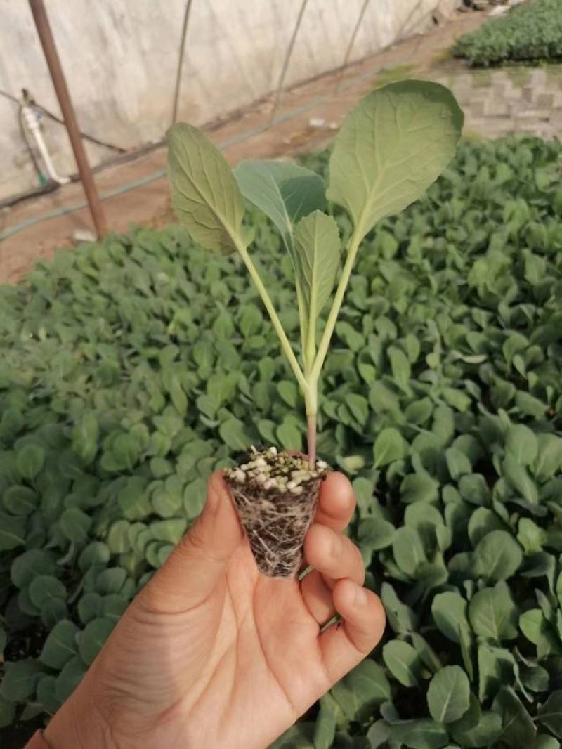 优质高产小米矮脚蘑菇型有机菜花，基地直供，欢迎来电洽谈