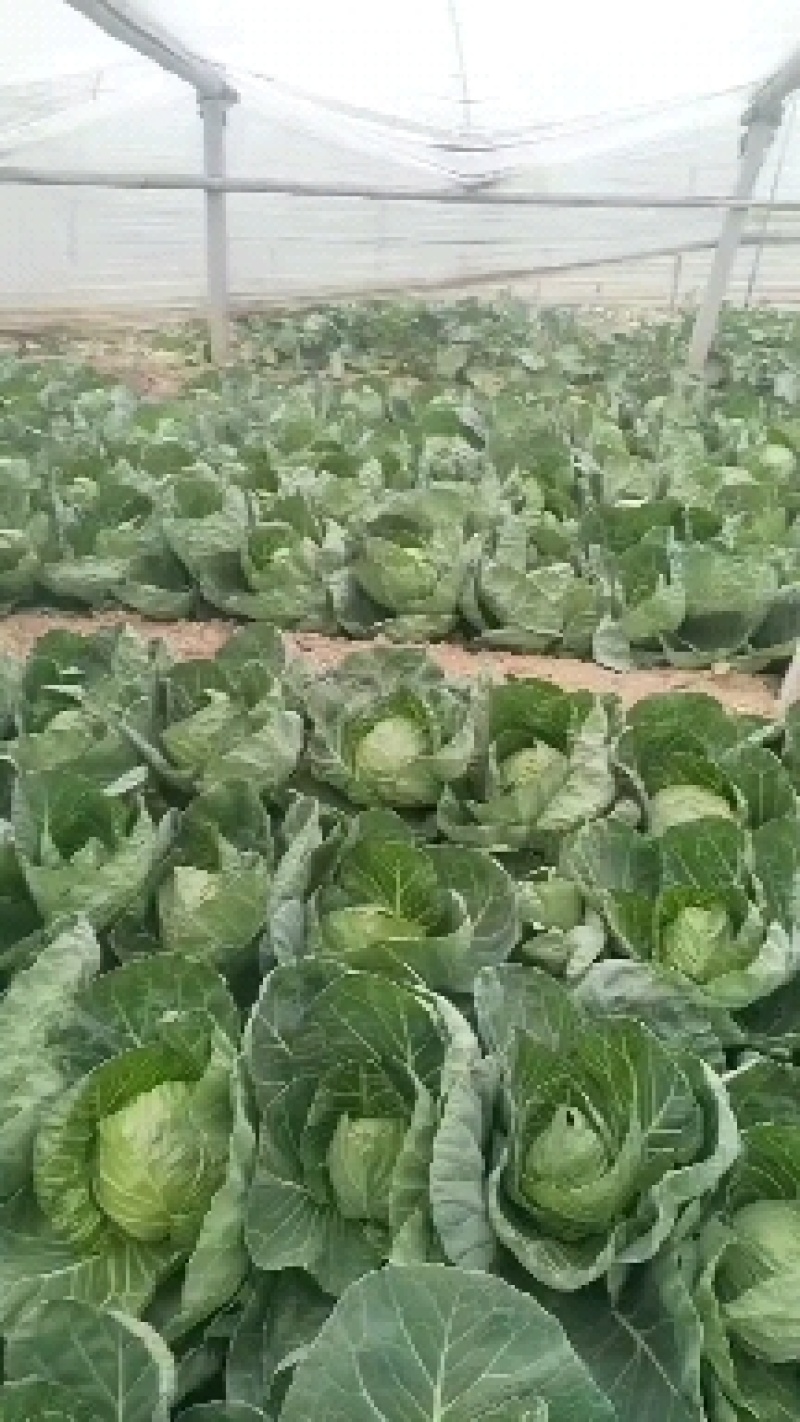 【精品】韩绿甘蓝，山东包菜基地大量供应，欢迎来电