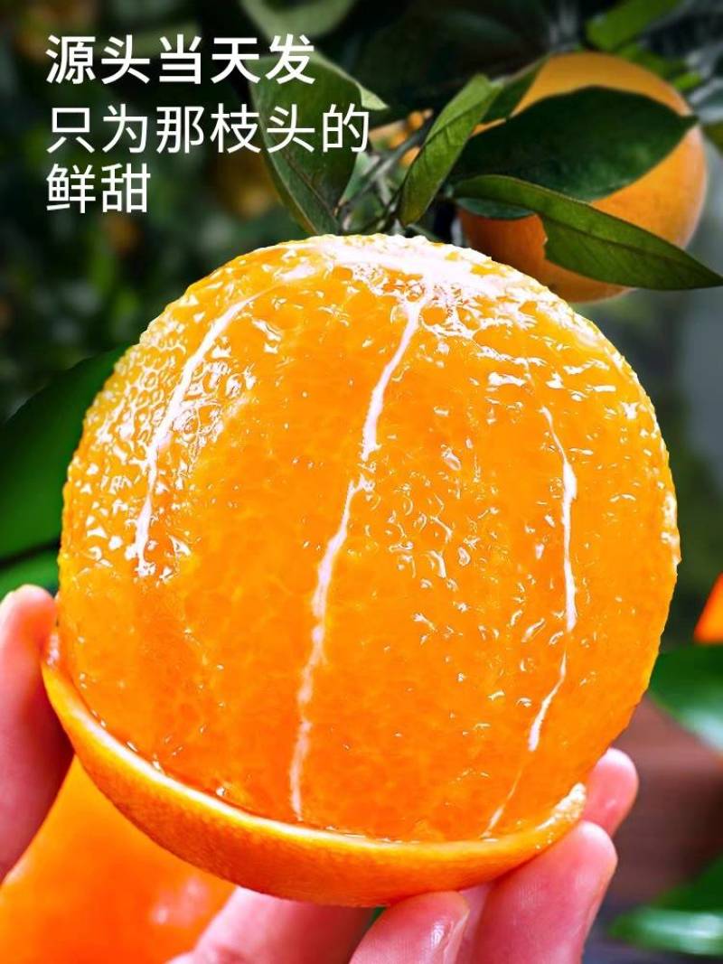 爱媛果冻橙一件代发整车发货落地配