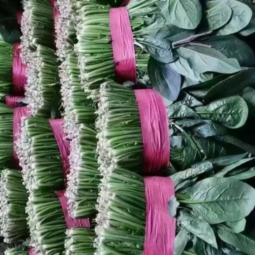 各种规格菠菜，可加工大小把