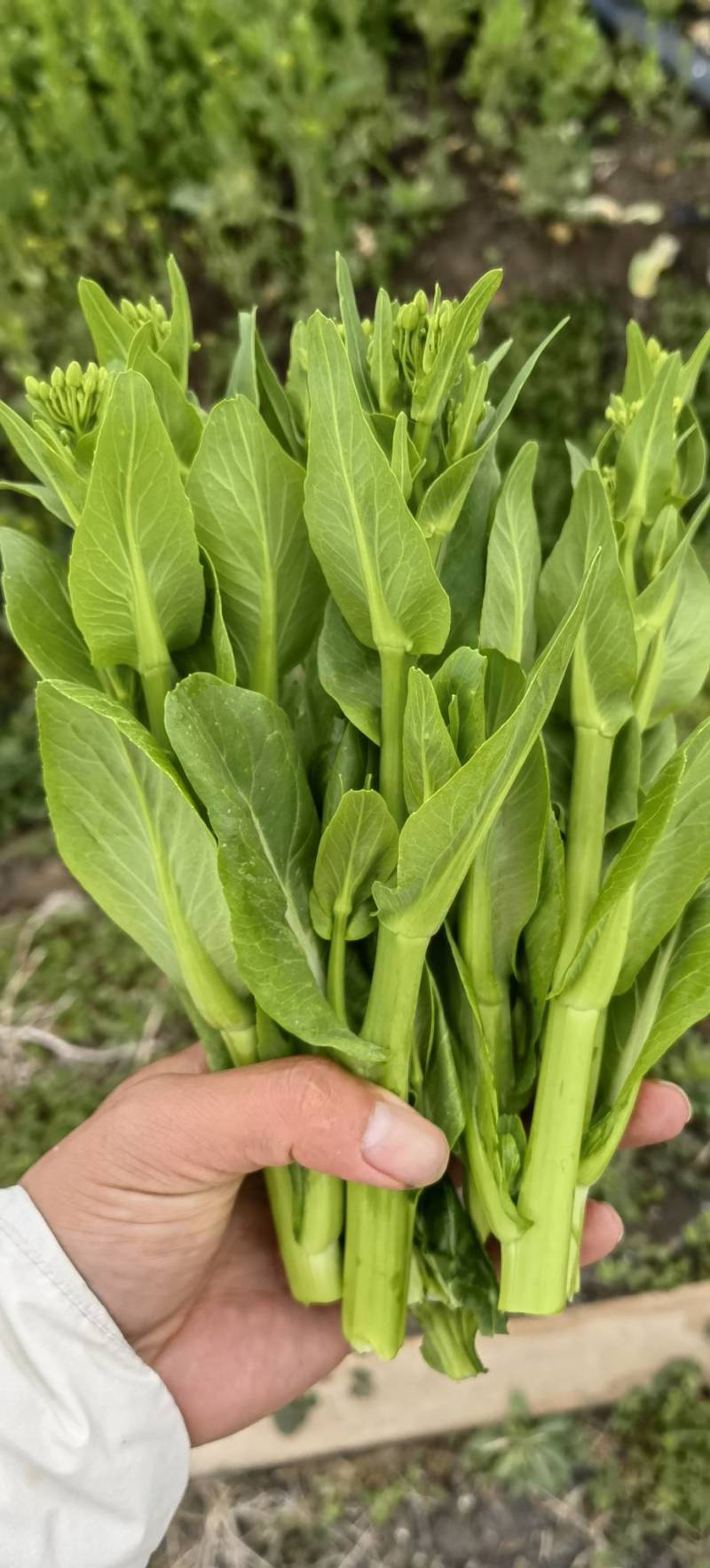 菜苔上海青菜苔黑叶白广东菜芯白菜苔菜头菜花油菜苔