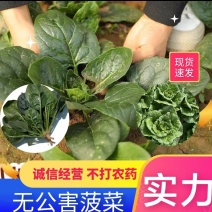 【趴地菠菜】精品上市可供商超市场档口等欢迎全国客户订购