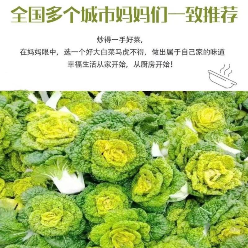 【精品黄心菜】河南周口精品上市，货量稳定欢迎全国客户订购