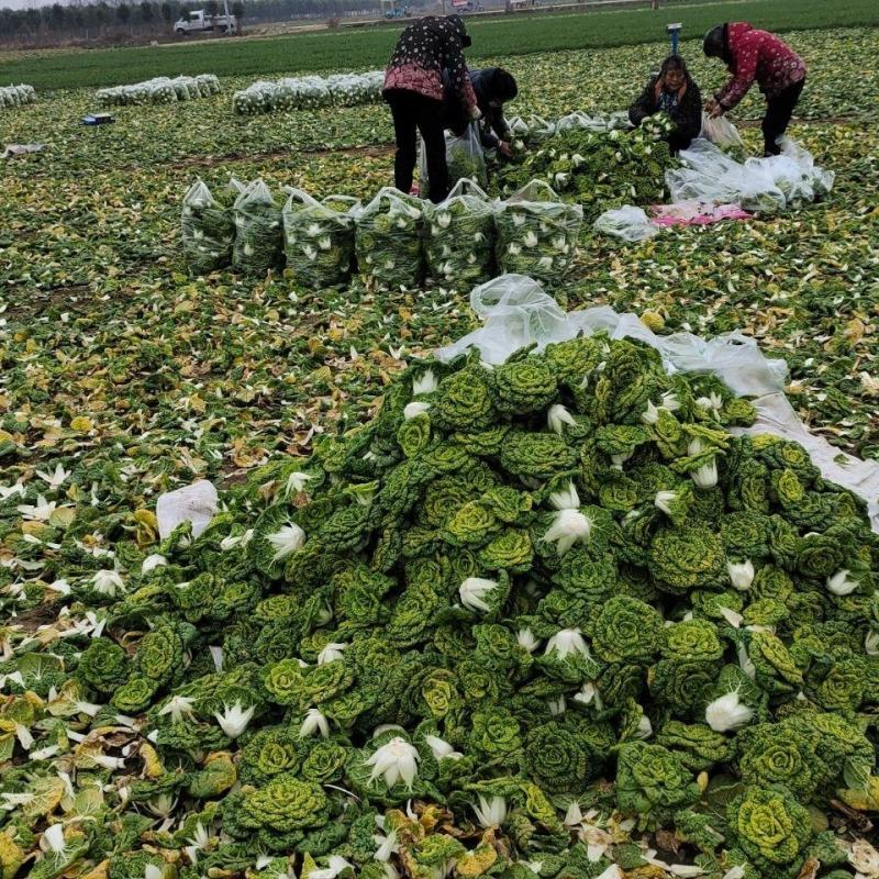 【精品黄心菜】河南周口精品上市，货量稳定欢迎全国客户订购